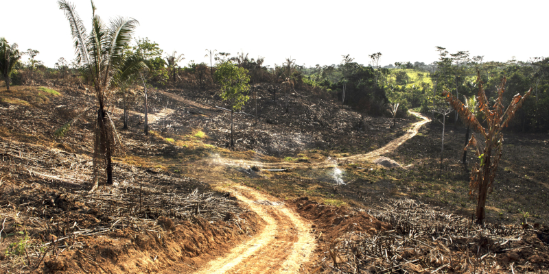 Burned landscape in the Amazon rainforest