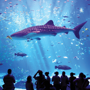 Georgia Aquarium leads in water reuse by recycling 99% of exhibit water