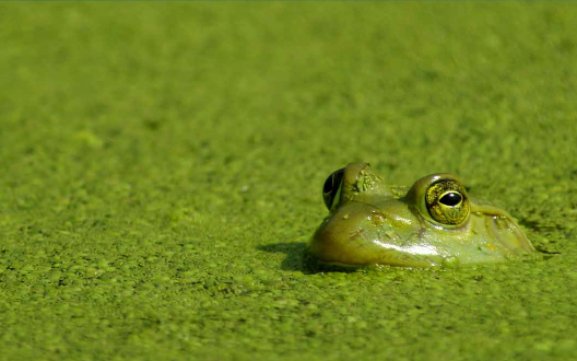 harmful-algae.jpg