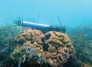 exo-jp-coral-bleaching.jpg