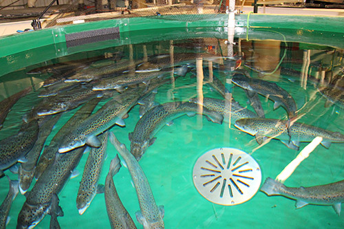 fish-tank.jpg